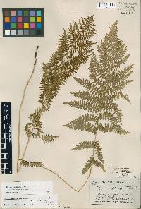 Athyrium filix-femina subsp. angustum image