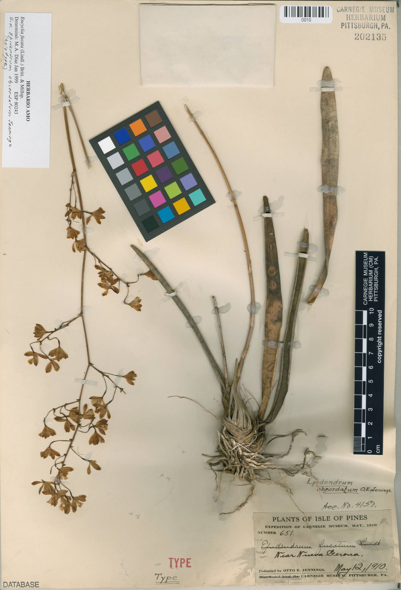 Encyclia fucata image