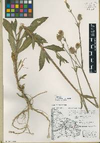 Silene latifolia image