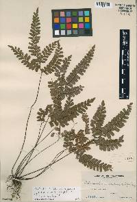 Adiantum monosorum image