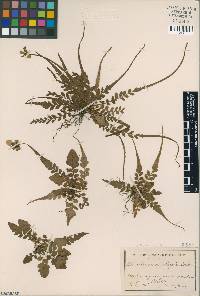 Polystichum rhizophyllum image