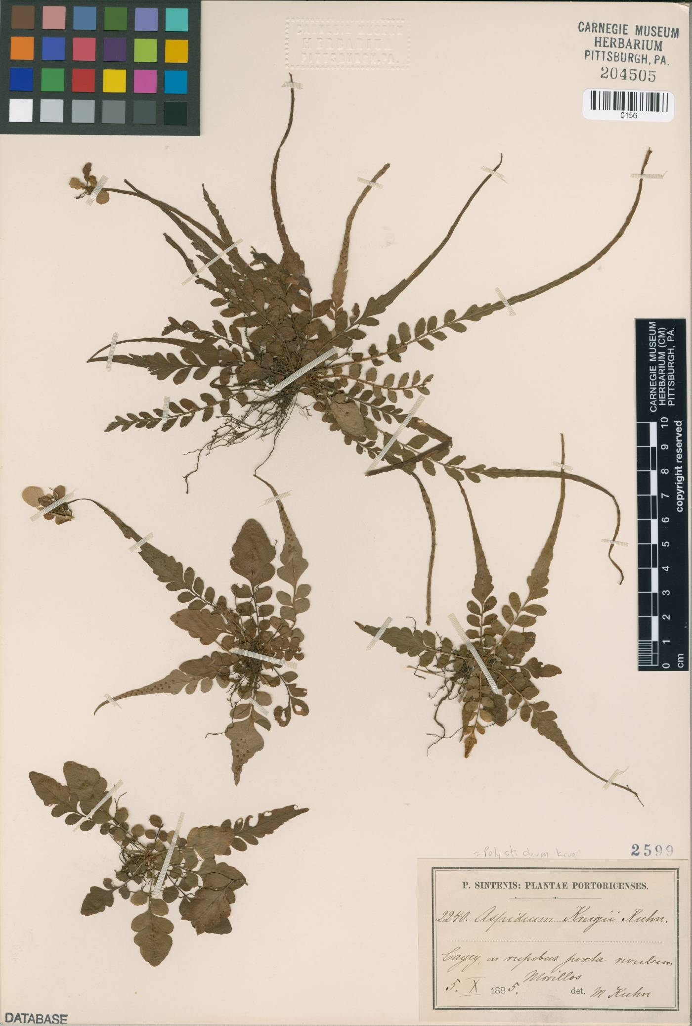 Polystichum rhizophyllum subsp. rhizophyllum image