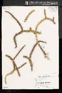 Lycopodiella alopecuroides image