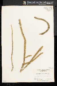 Lycopodiella alopecuroides image