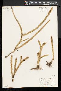 Lycopodiella alopecuroides image