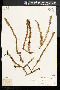 Lycopodiella alopecuroides image