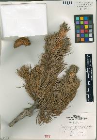 Pinus flexilis image