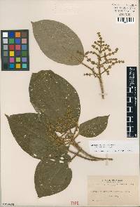 Miconia cyanocarpa image