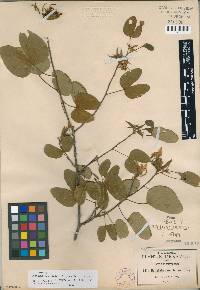 Bauhinia macranthera image