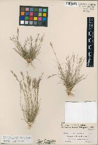 Image of Eragrostis cubensis