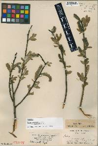 Salix myricoides image