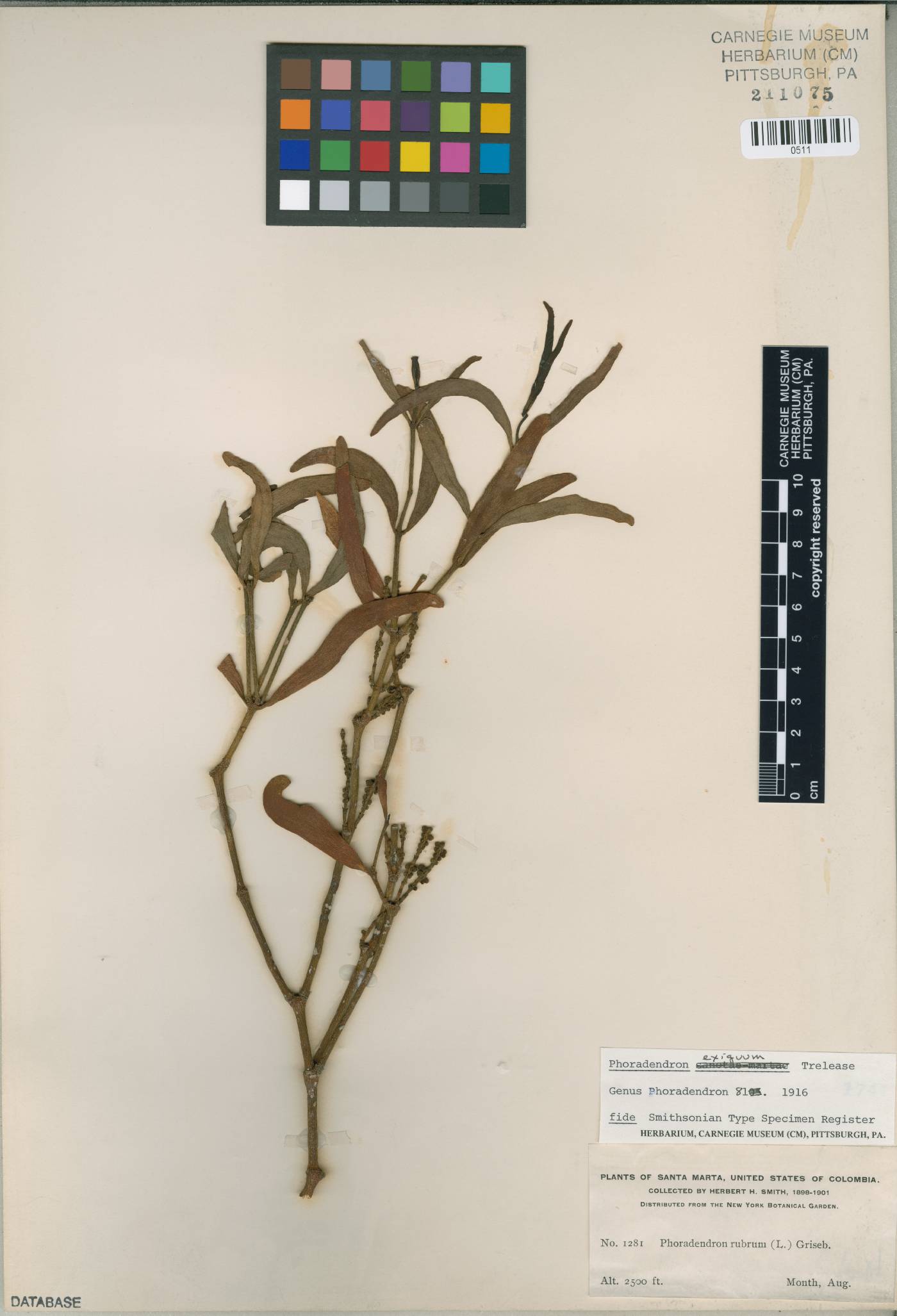 Phoradendron exiguum image