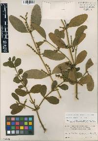 Phoradendron herbert-smithii image