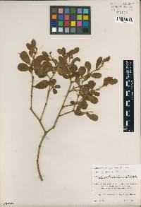 Image of Phoradendron mucronatum