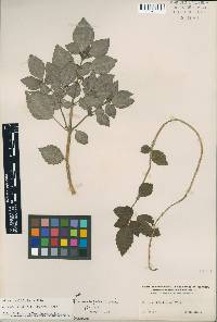 Pilea rhombifolia image