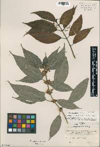 Pilea apiculata image