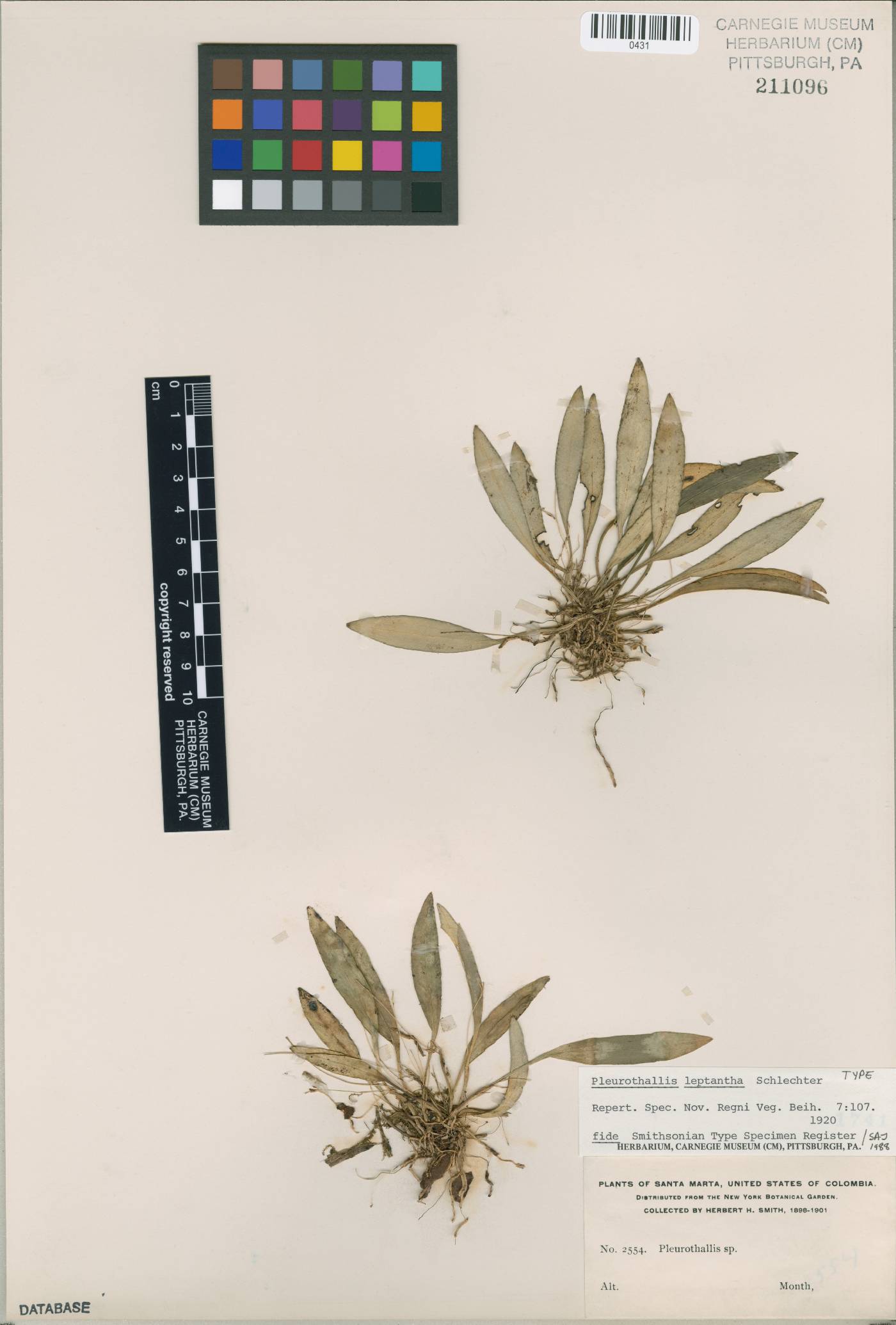 Specklinia leptantha image
