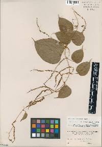 Image of Dioscorea martensis