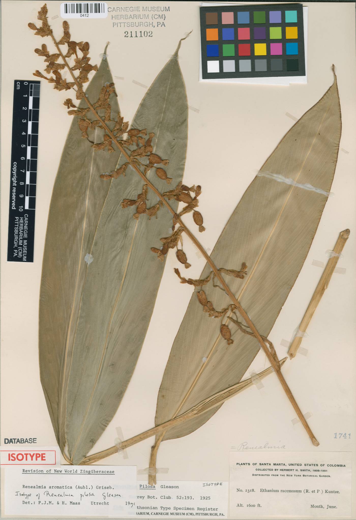 Renealmia aromatica image