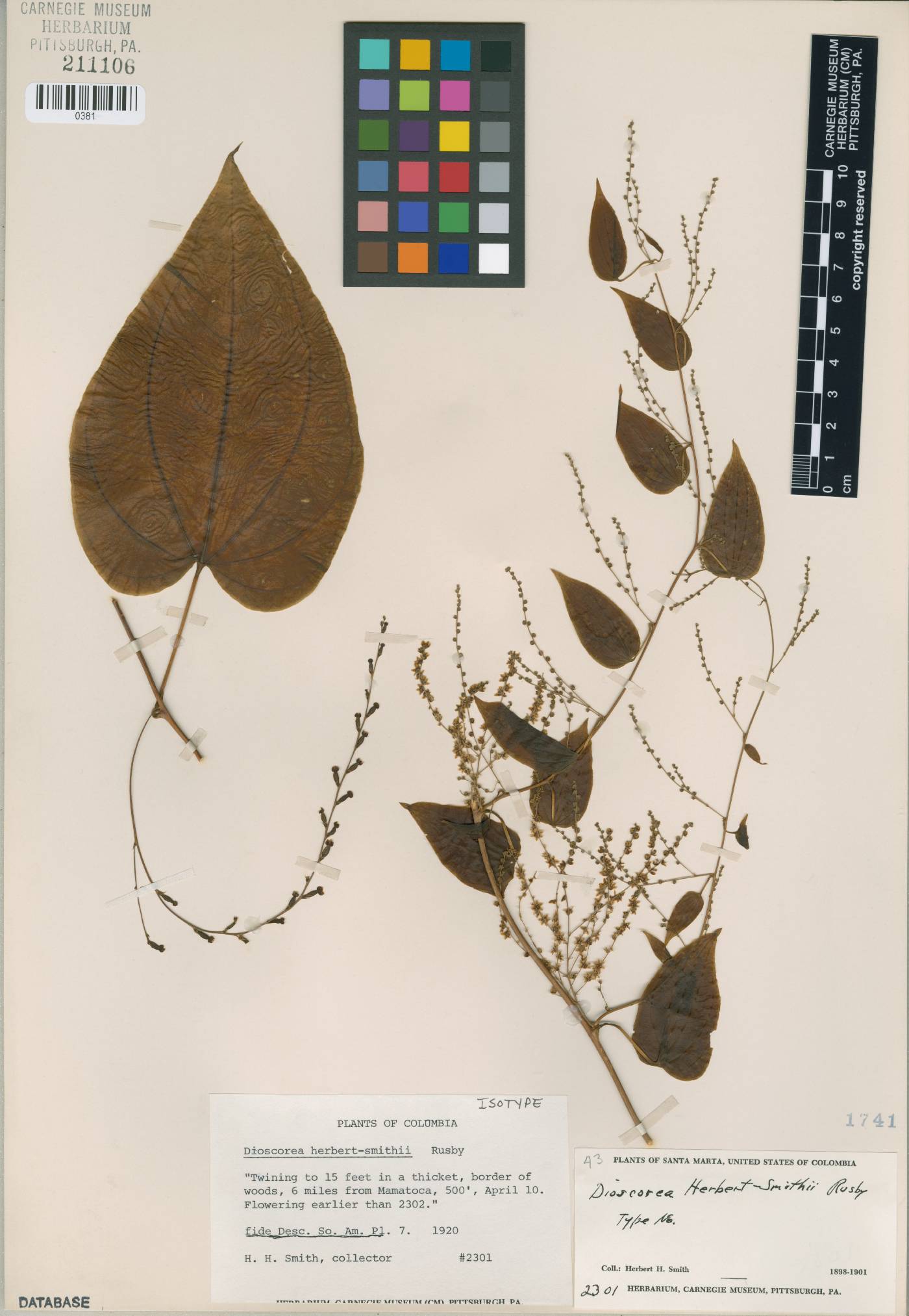 Dioscorea herbert-smithii image