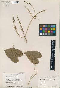 Dioscorea glandulosa var. glandulosa image