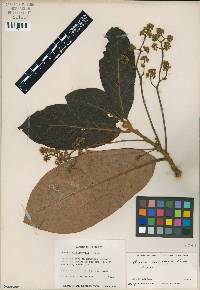 Beilschmiedia alloiophylla image
