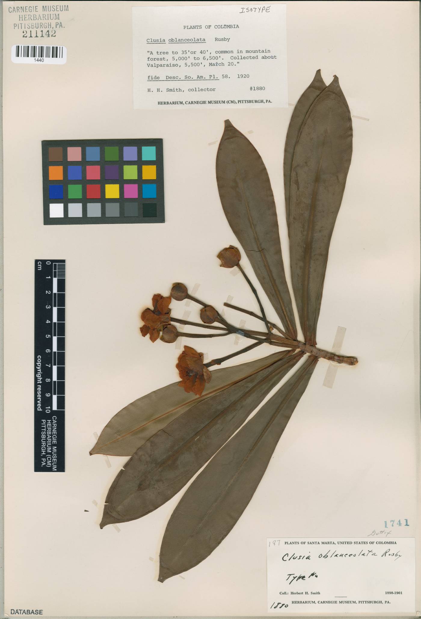 Tovomita weddeliana image