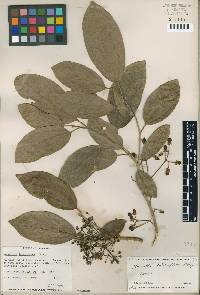 Image of Hasseltia lateriflora