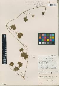 Image of Hydrocotyle grossulariifolia