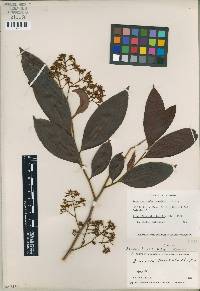 Ardisia guianensis image