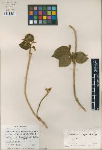 Ruehssia altissima subsp. altissima image