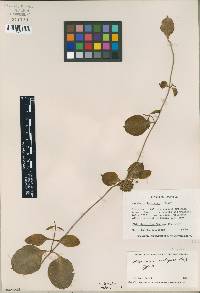 Image of Ruehssia condensiflora
