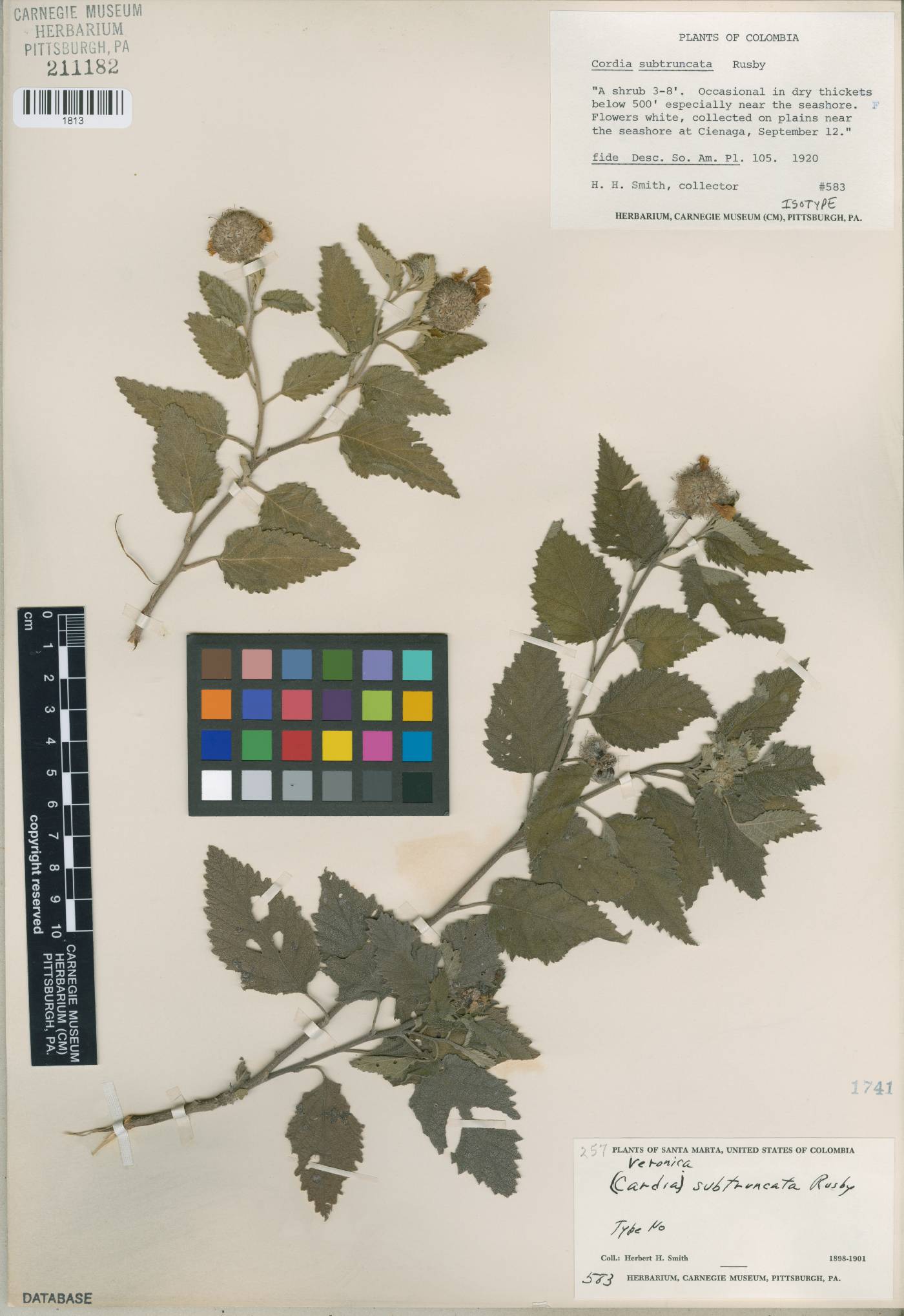 Cordia subtruncata image