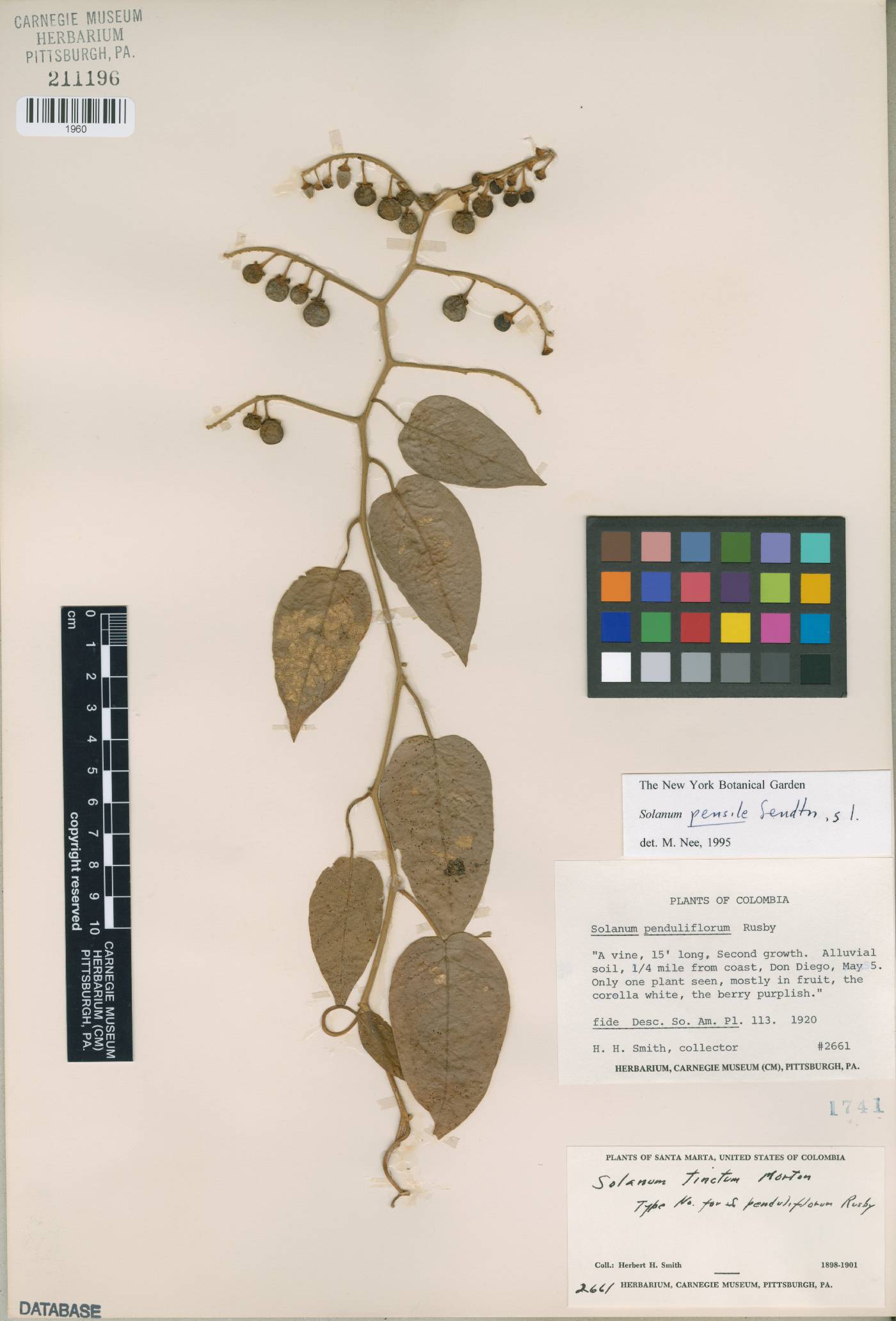 Solanum pensile image
