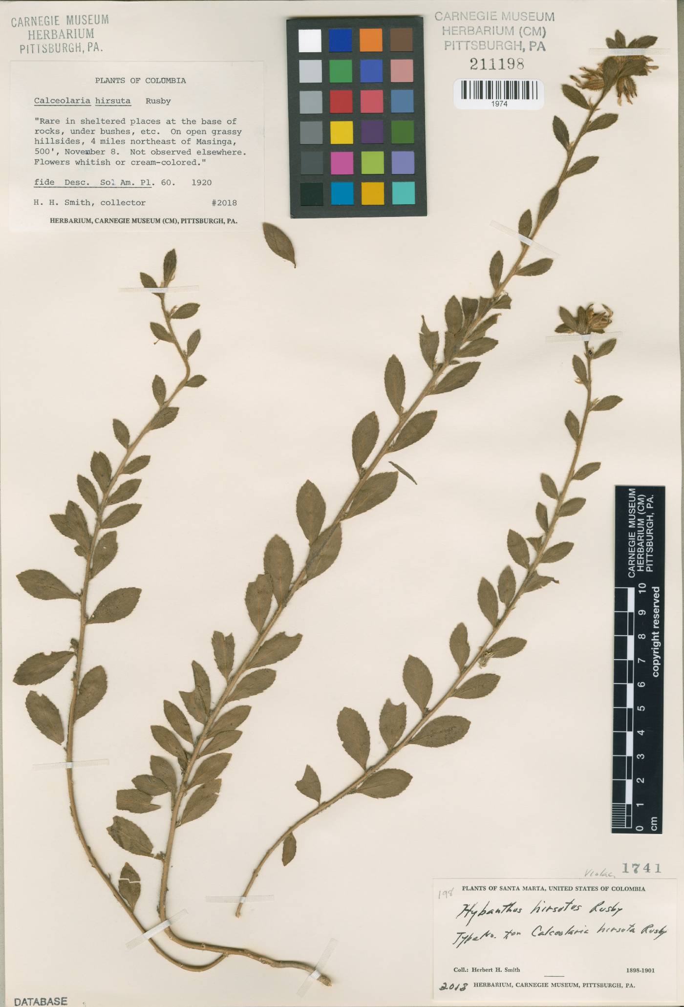 Calceolaria hirsuta image