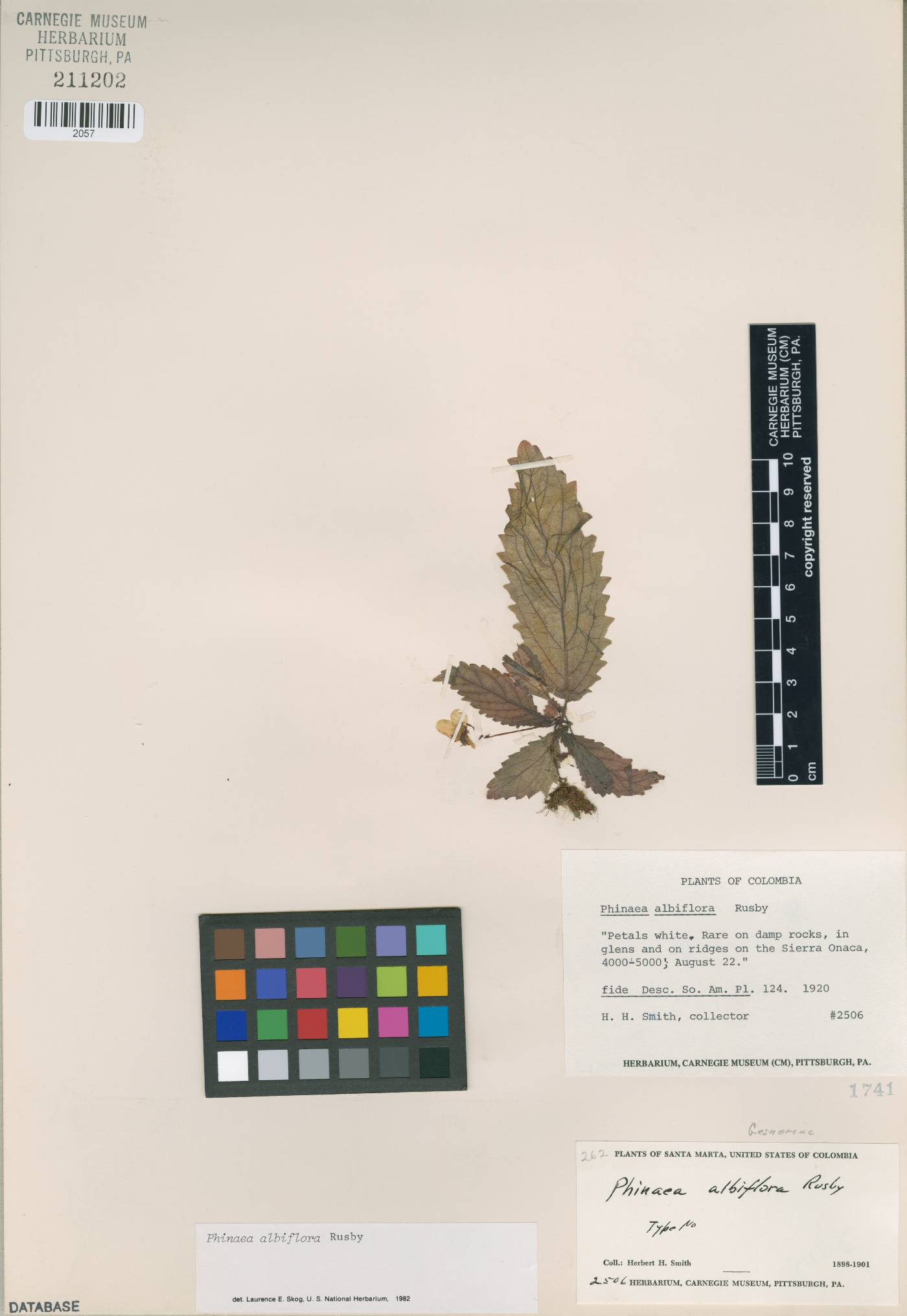 Amalophyllon albiflorum image