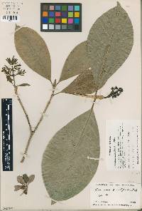 Image of Coussarea grandifolia