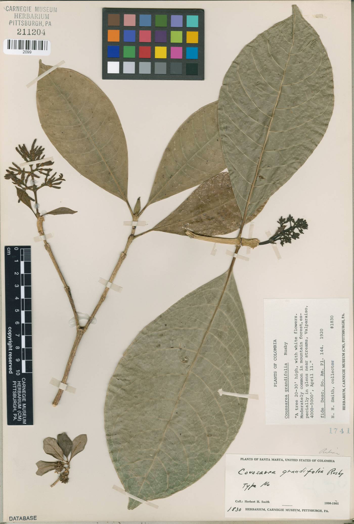 Coussarea grandifolia image