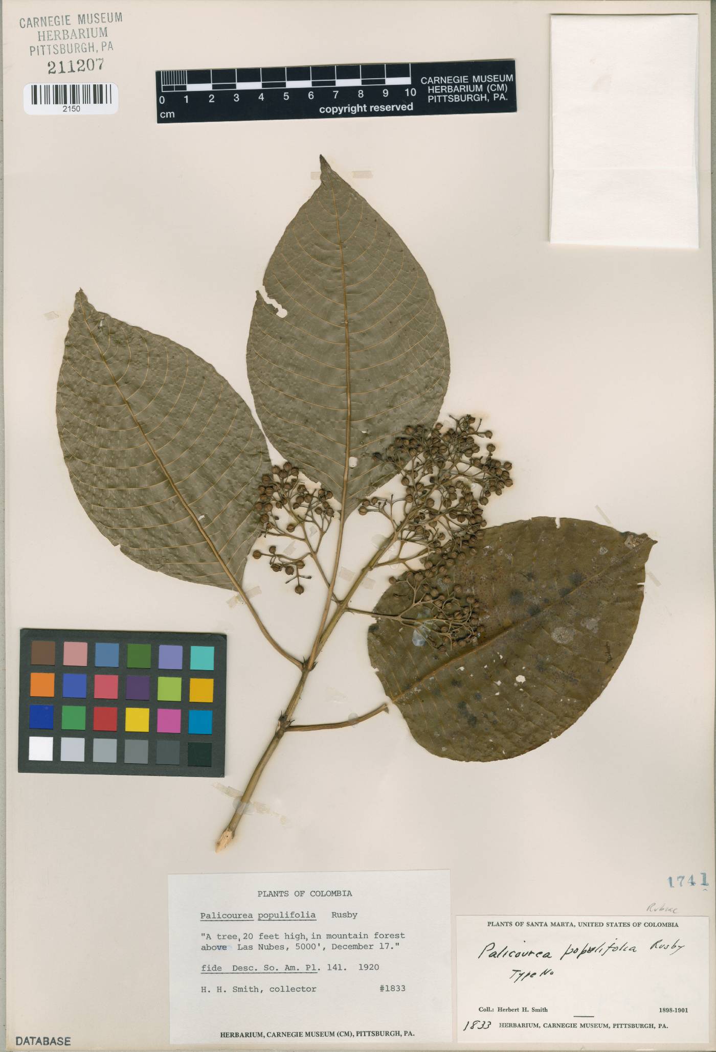 Palicourea petiolaris image
