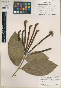 Image of Posoqueria platysiphonia