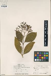 Psychotria sanmartensis image