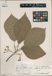 Image of Guettarda roupaliifolia