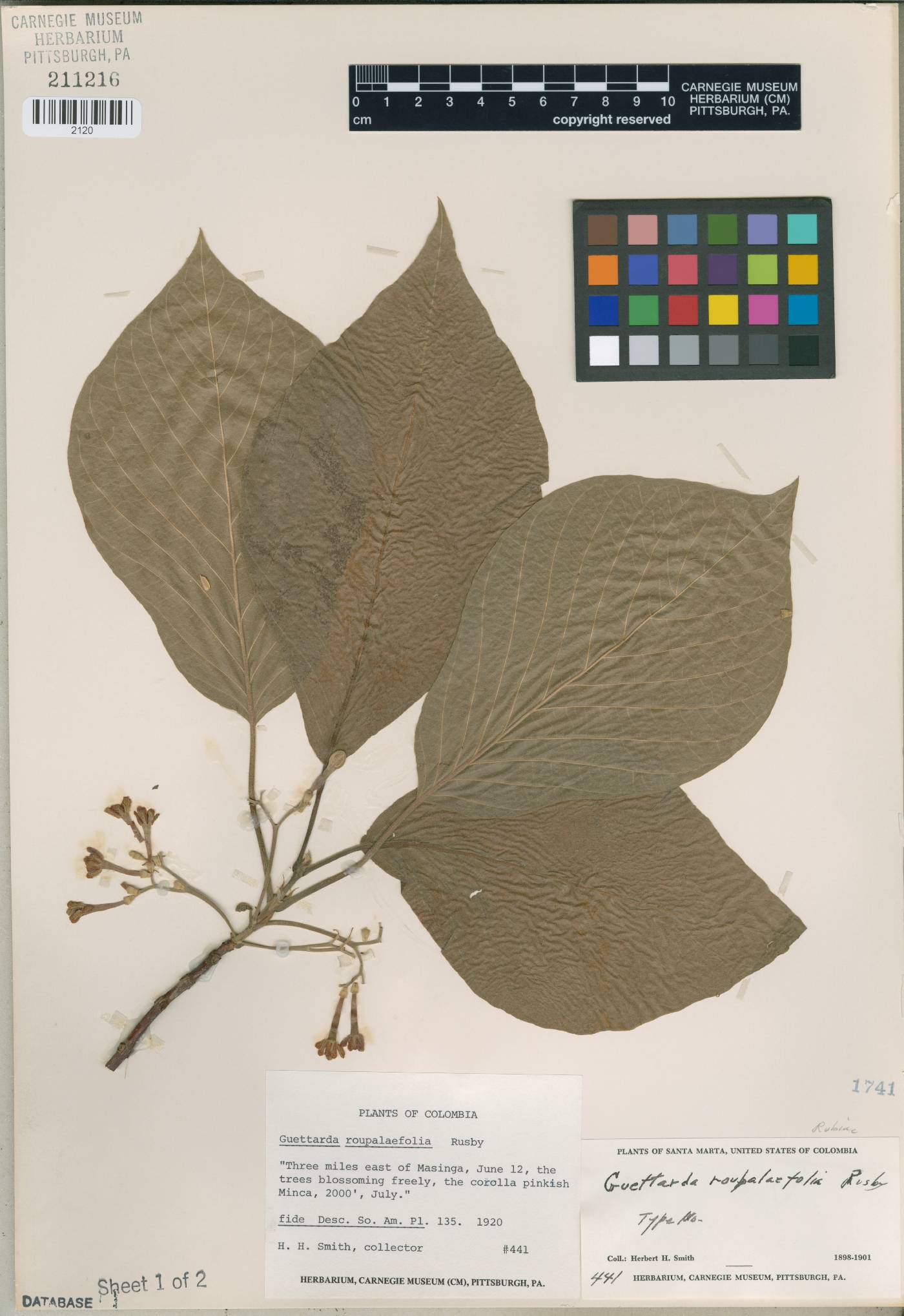 Guettarda roupaliifolia image