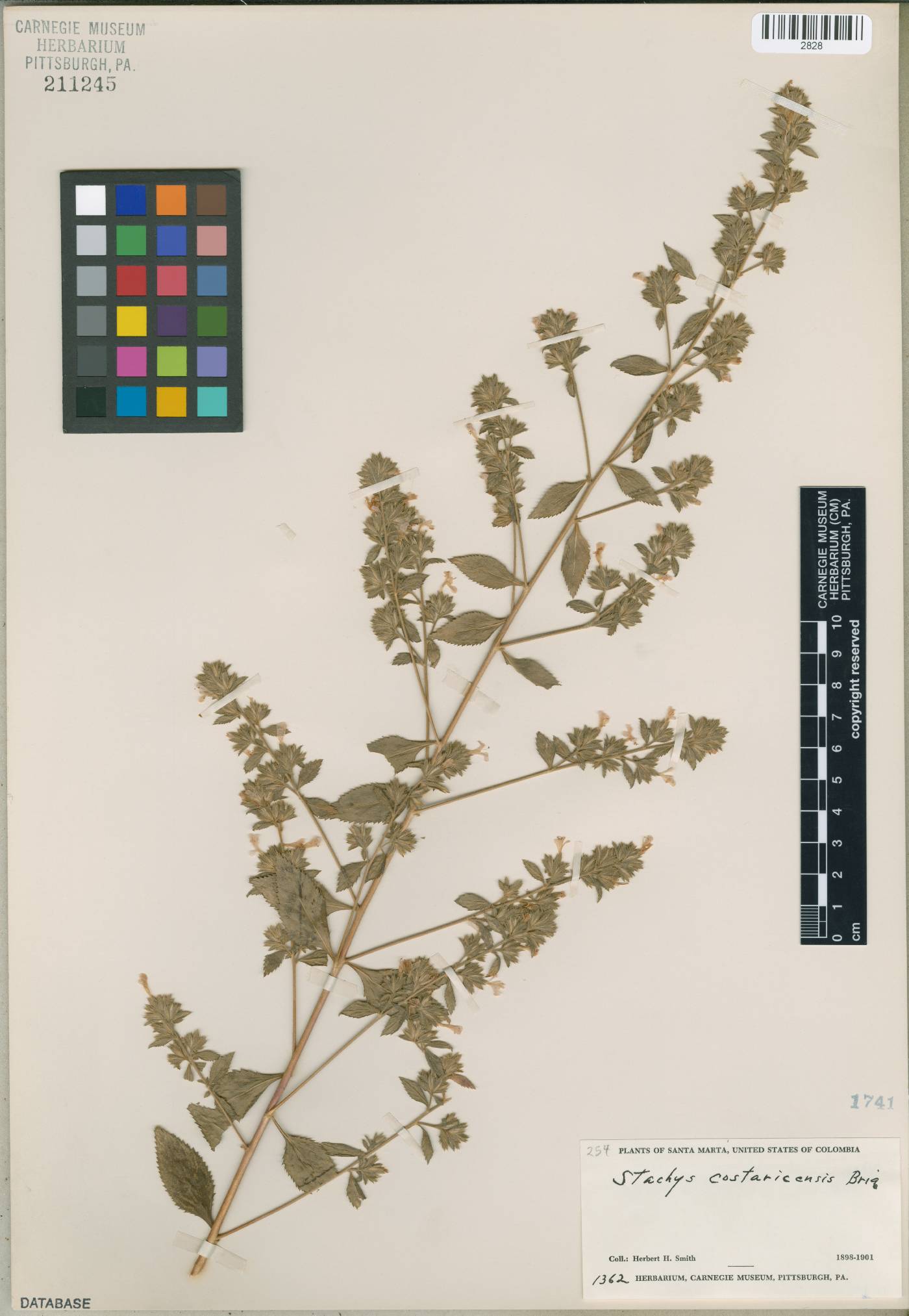 Stachys hebens image