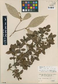 Hesperomeles obtusifolia image