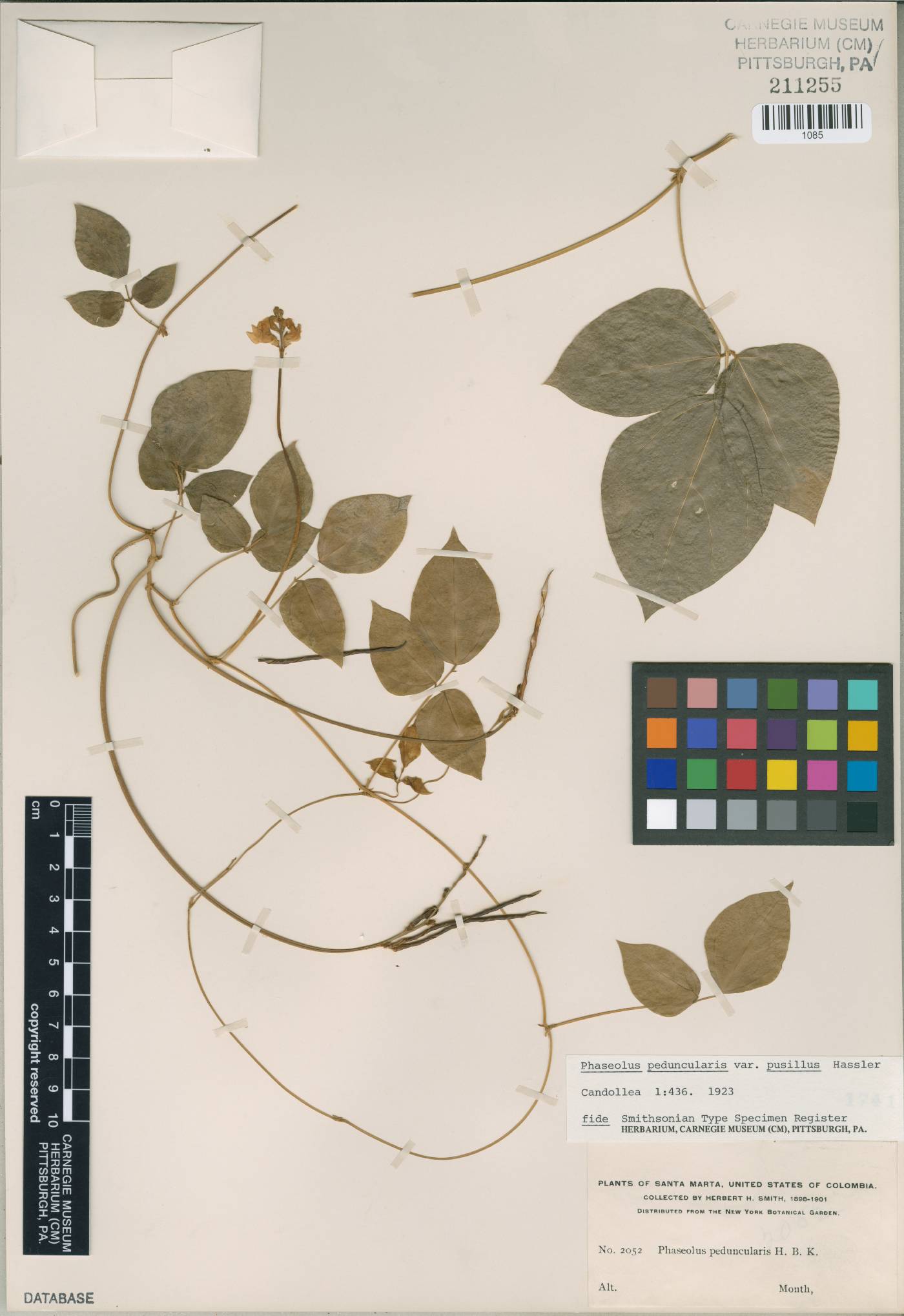 Vigna peduncularis var. pusilla image