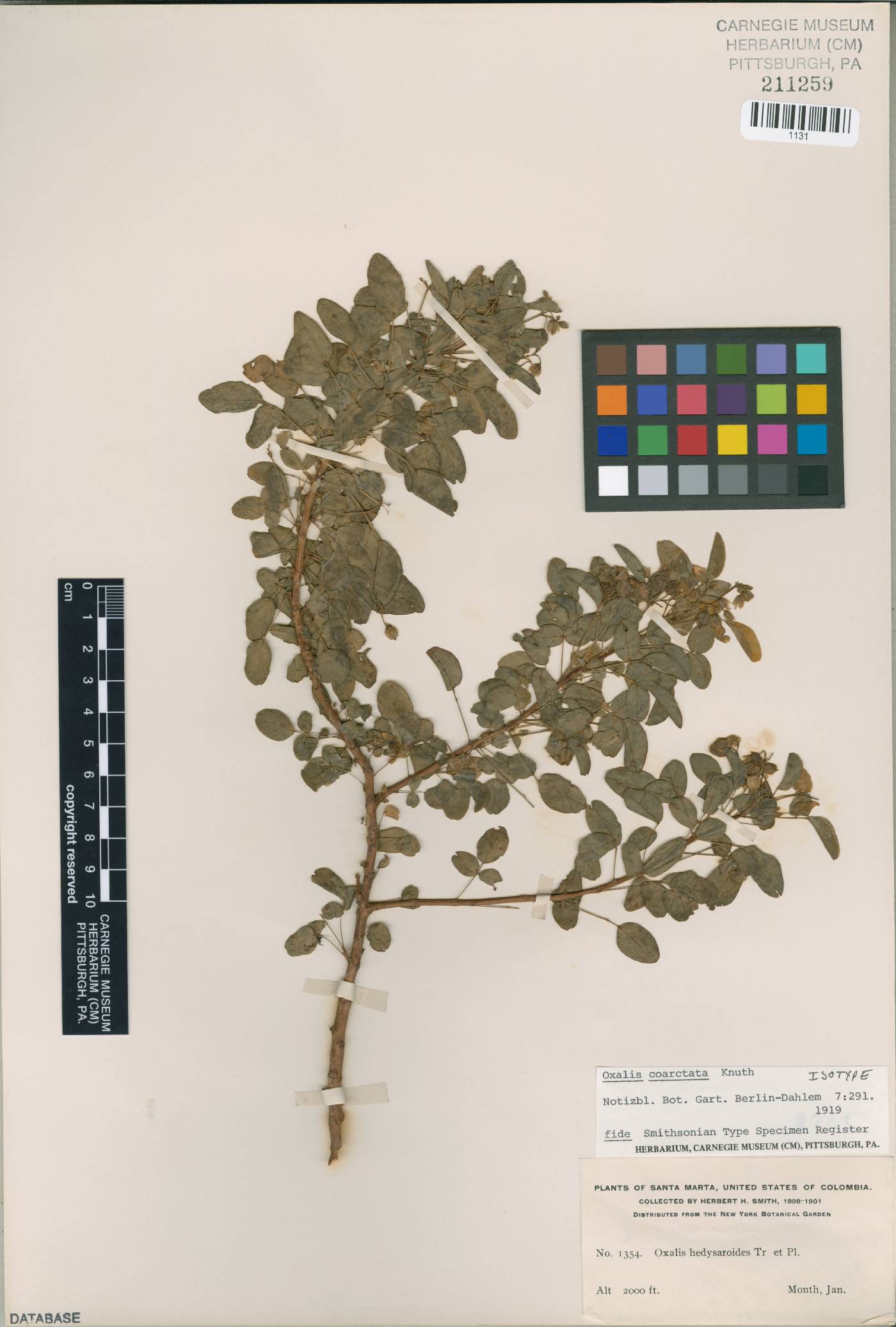 Oxalis frutescens subsp. frutescens image