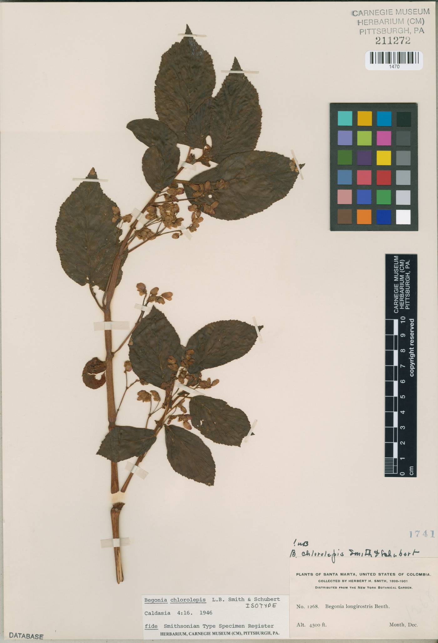 Begonia chlorolepis image