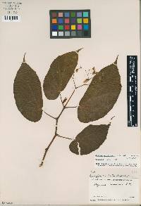 Image of Begonia cryptocarpa