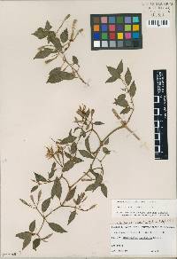 Image of Monochaetum laxifolium